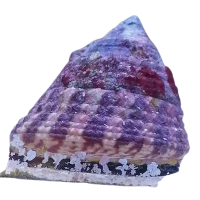 Snail - Trochus
