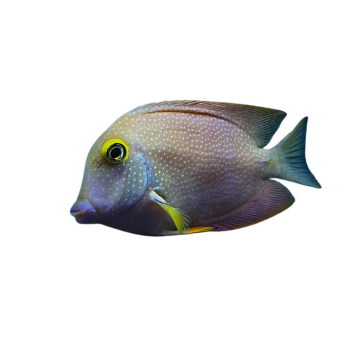 Tang - Yellow Eye Kole Tang