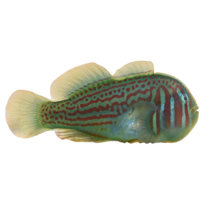 Goby - Clown