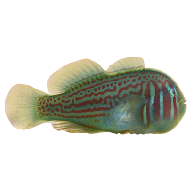 Goby - Clown