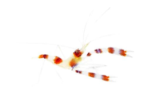 Shrimp - Coral Banded