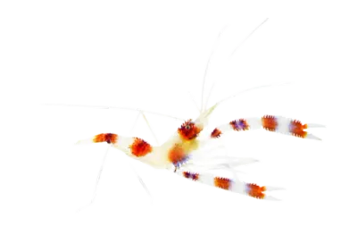 Shrimp - Coral Banded