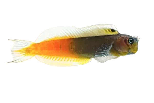 Blenny - Bicolour