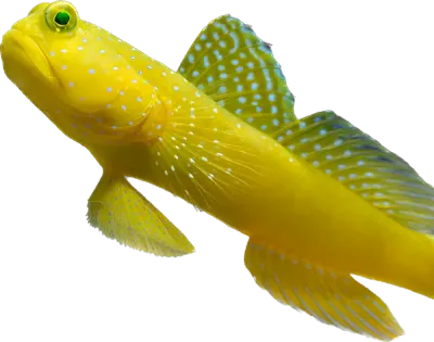 Goby - Yellow Watchman