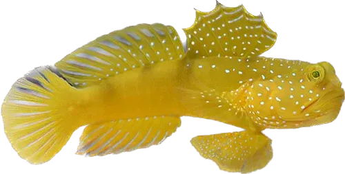Goby - Yellow Watchman