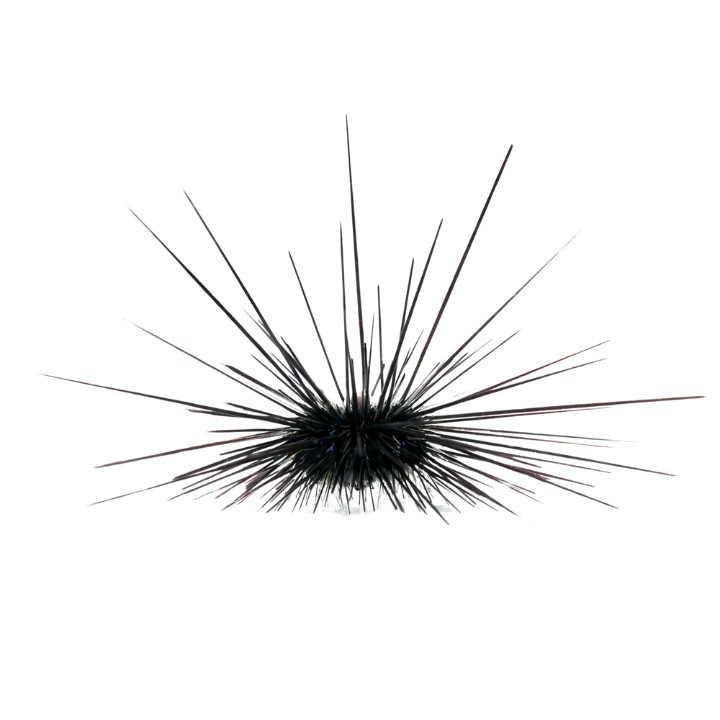 Urchin - Long Spine (Venomous)