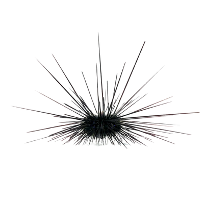 Urchin - Long Spine (Venomous)