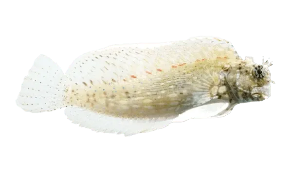 Blenny - Lawnmower