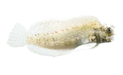Blenny - Lawnmower