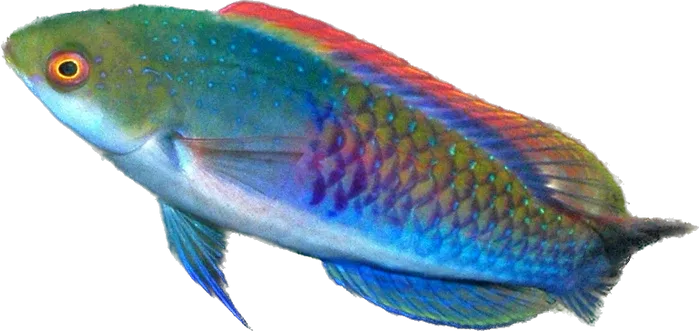 Wrasse - Blue Sided Fairy