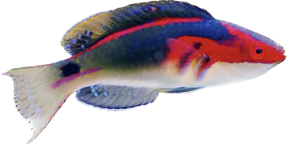 Wrasse - Exquisite