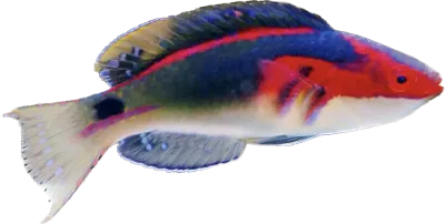 Wrasse - Exquisite