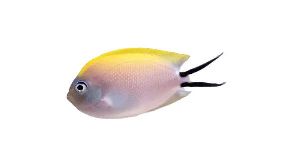 Marine Angel - Spotbreast Lyretail Female