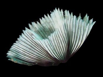 Feather Duster Asstd.