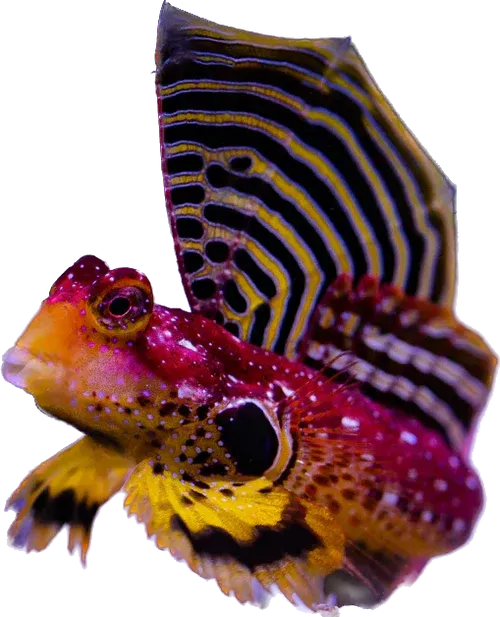 Blenny - Ruby Red Scooter
