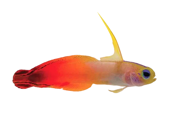 Goby - Red Firefish