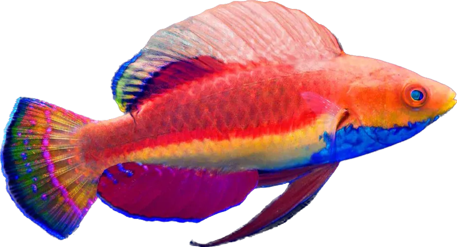 Wrasse - Blue Throated Fairy