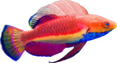 Wrasse - Blue Throated Fairy