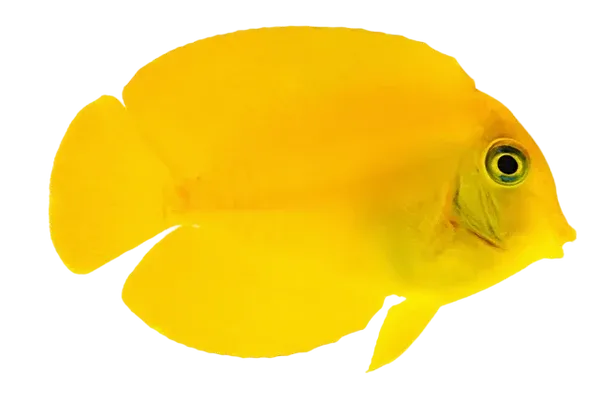 Tang - Chocolate
