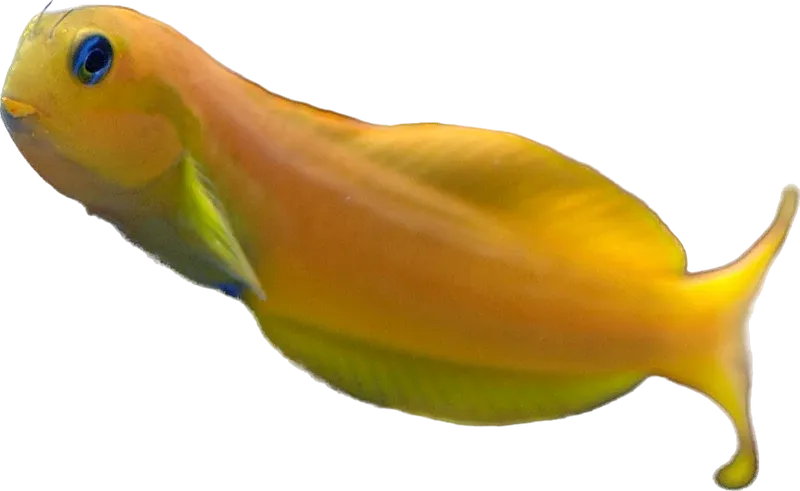 Blenny - Yellow Midas