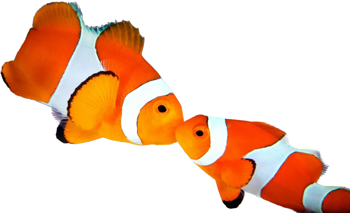 Clownfish - Ocellaris (Small 1.25&quot;-1.5&quot;)