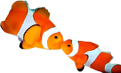 Clownfish - Ocellaris (Small 1.25&quot;-1.5&quot;)