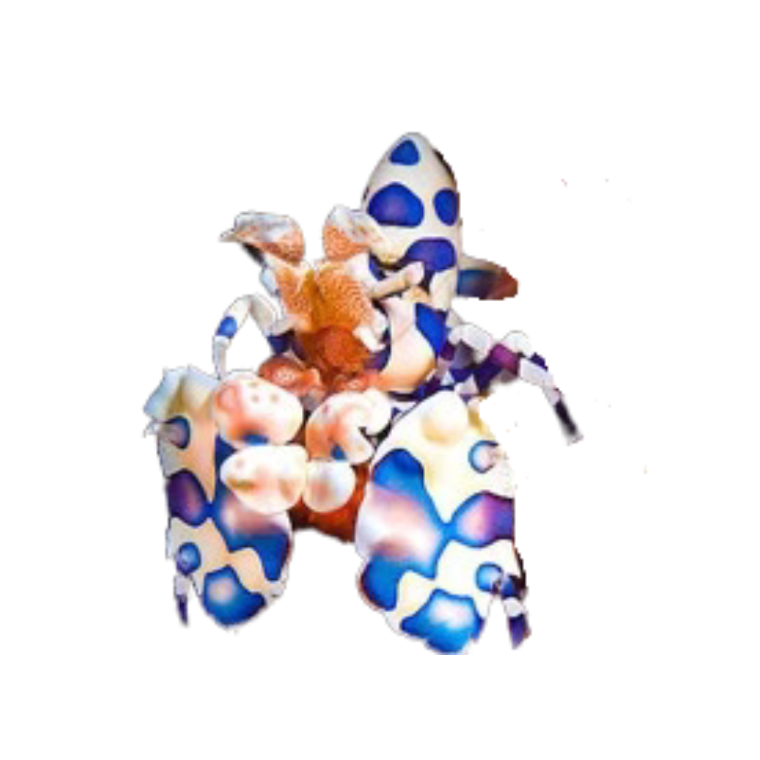 Shrimp - Harlequin