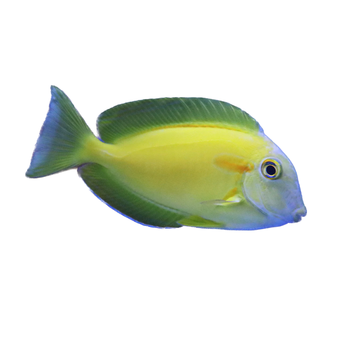 Tang - Orange Shoulder