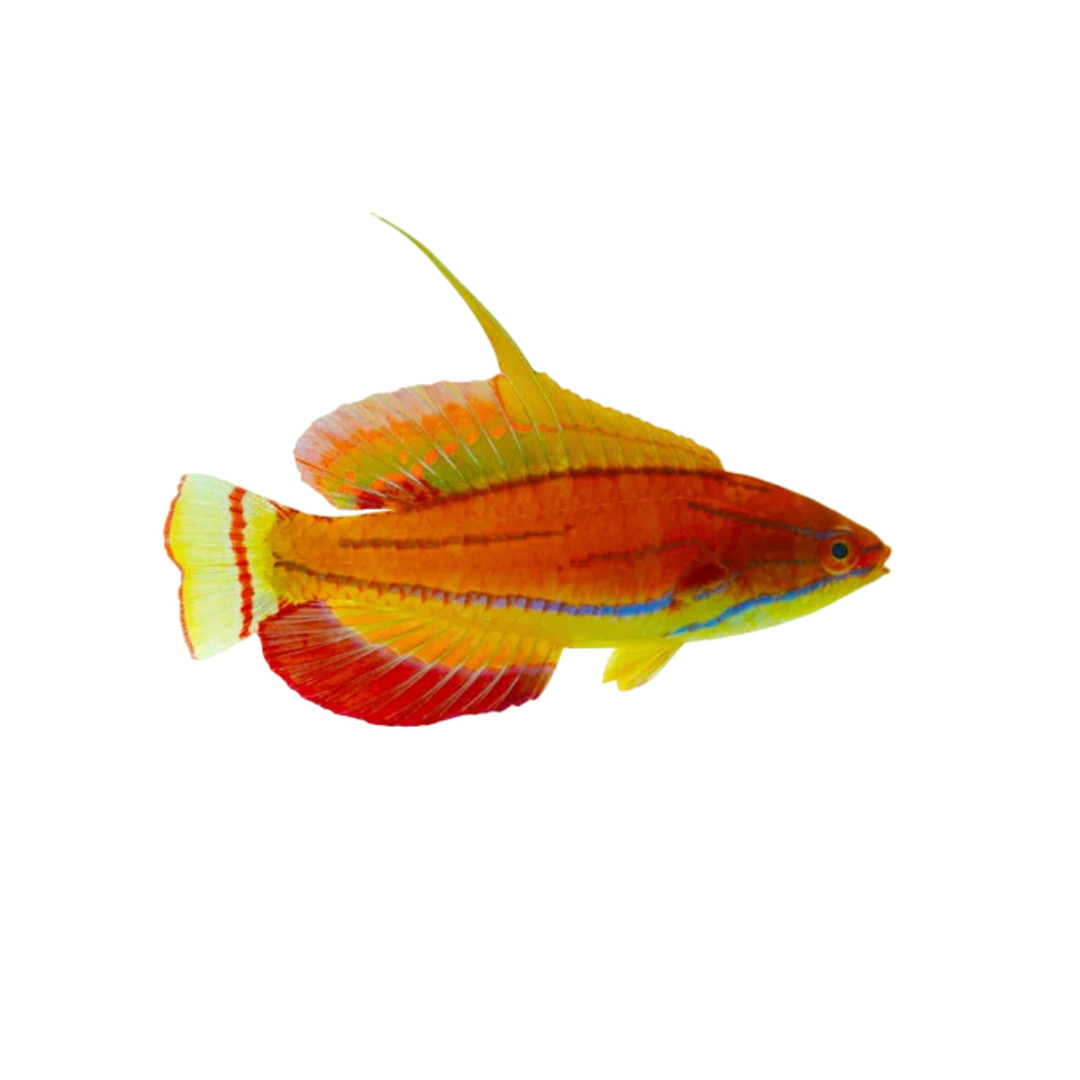 Wrasse - McCosker Male