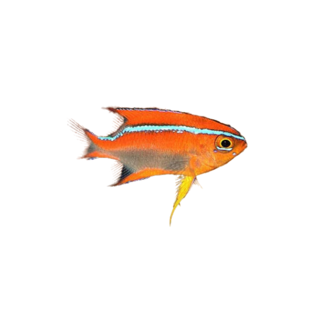 Damsel - Crossi