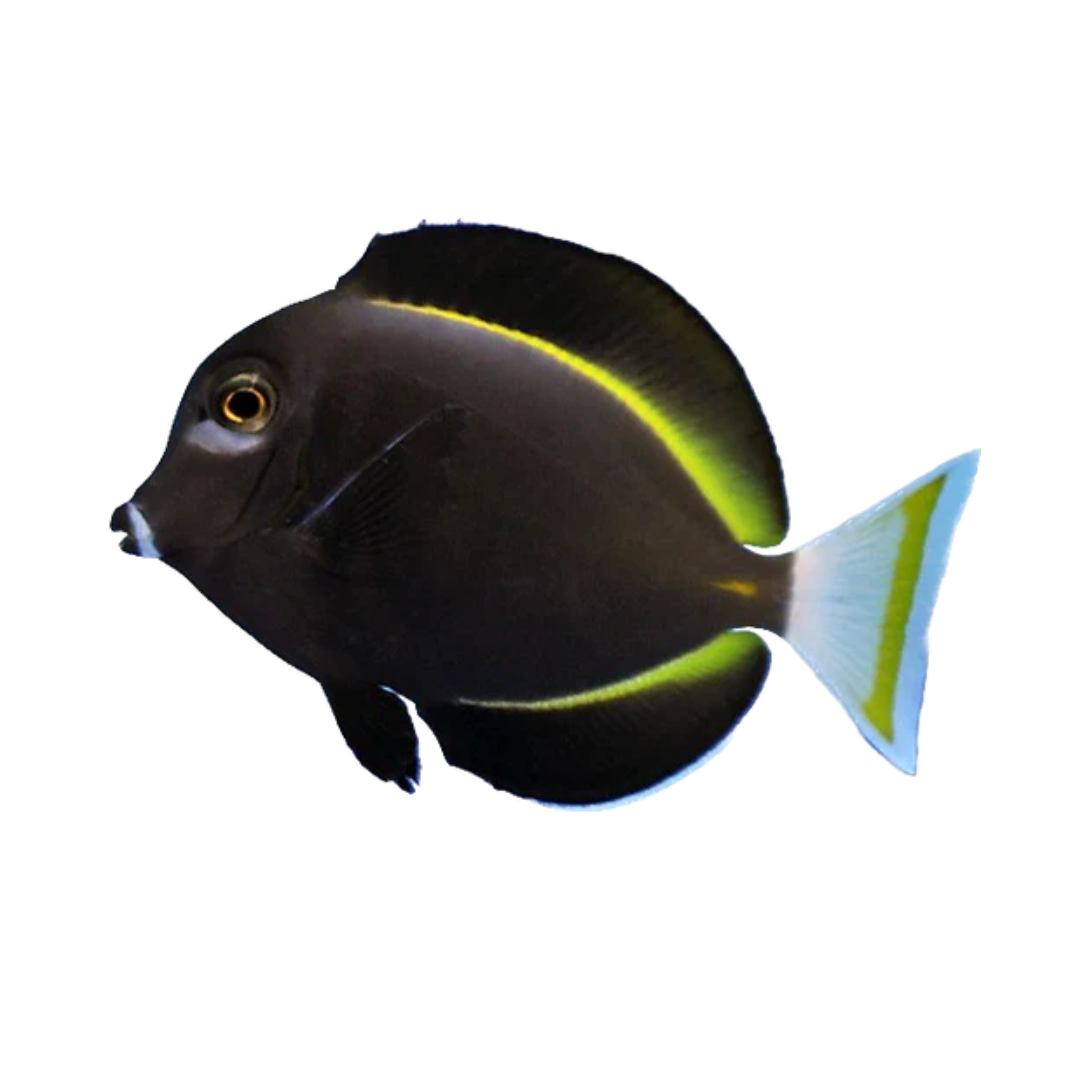 Tang - White Cheek