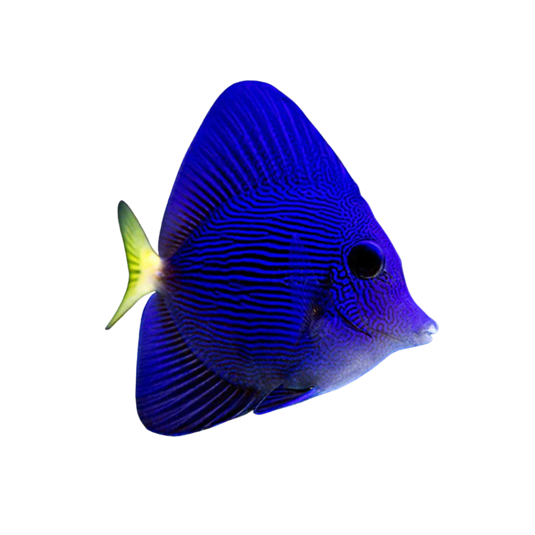 Tang - Purple
