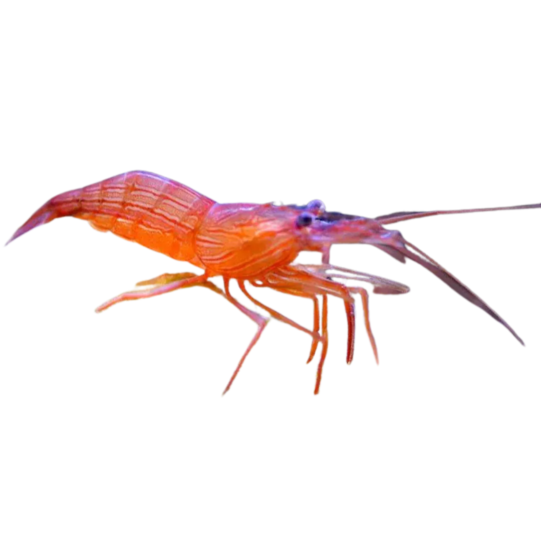 Shrimp - Peppermint