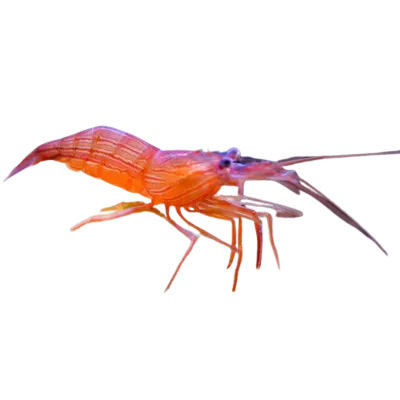Shrimp - Peppermint