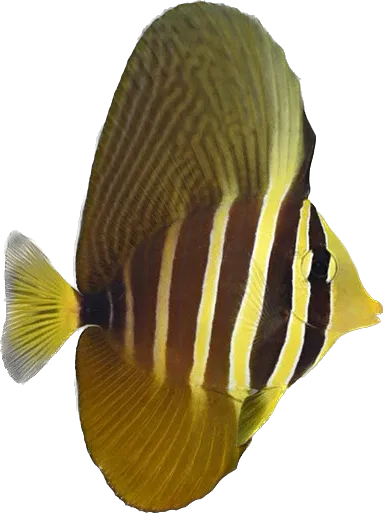 Tang - Sailfin