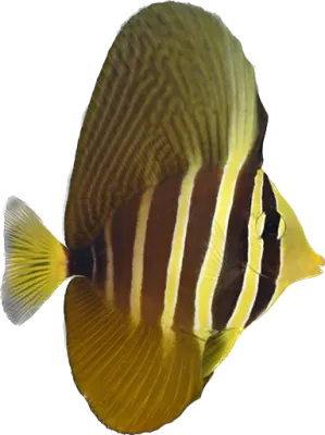 Tang - Sailfin