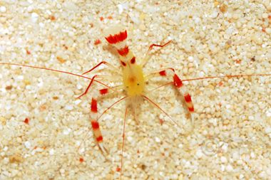Shrimp -  Dwarf Gold Coral Banded