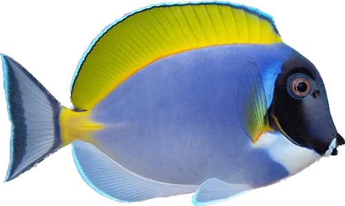 Tang - Powder Blue