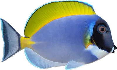 Tang - Powder Blue