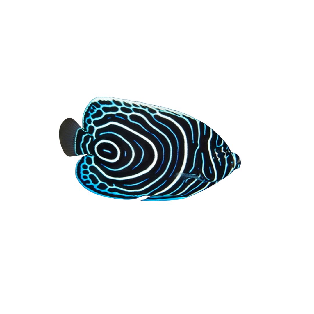 Emperor Angelfish (Juvenile)
