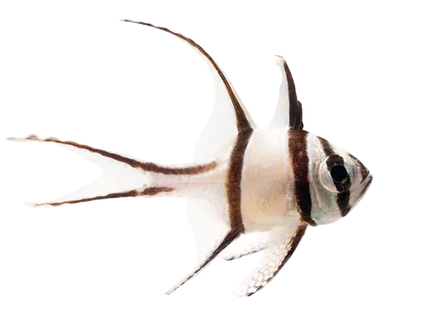 Cardinal - Banggai