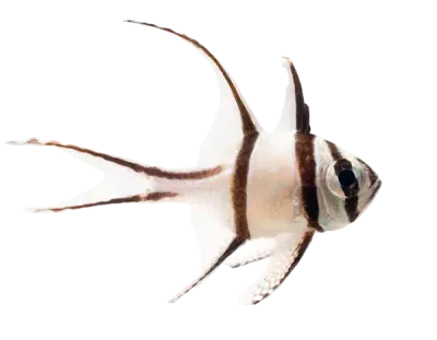 Cardinal - Banggai