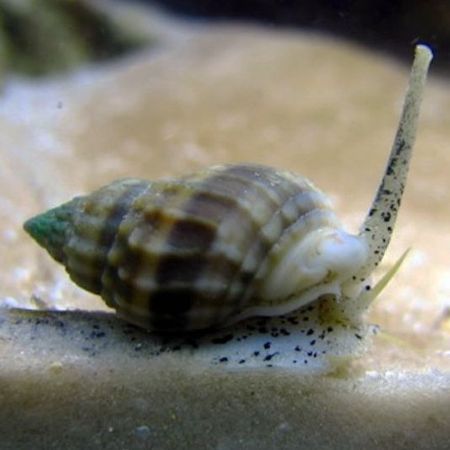 Snail - Nassarius Vibex