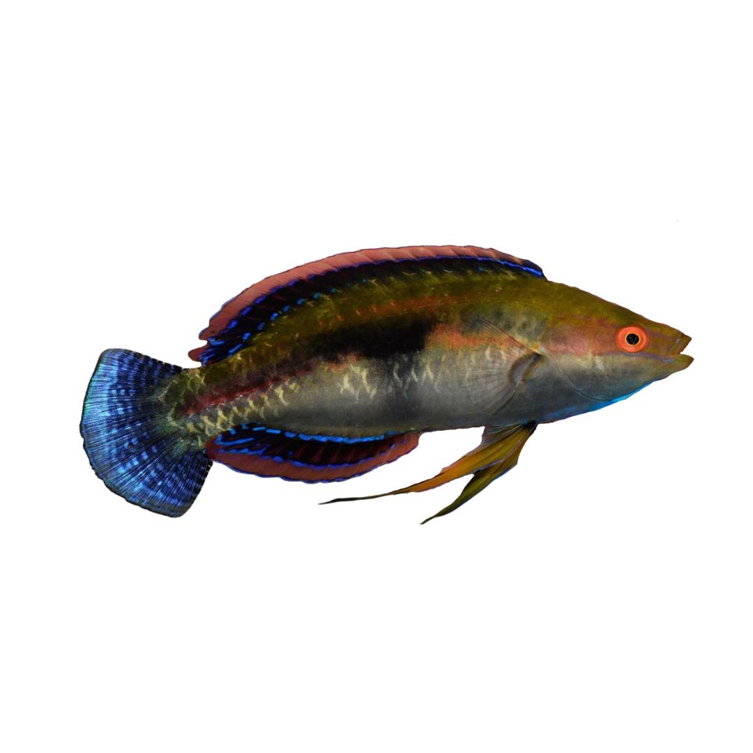 Wrasse - Black Fin Fairy Wrasse