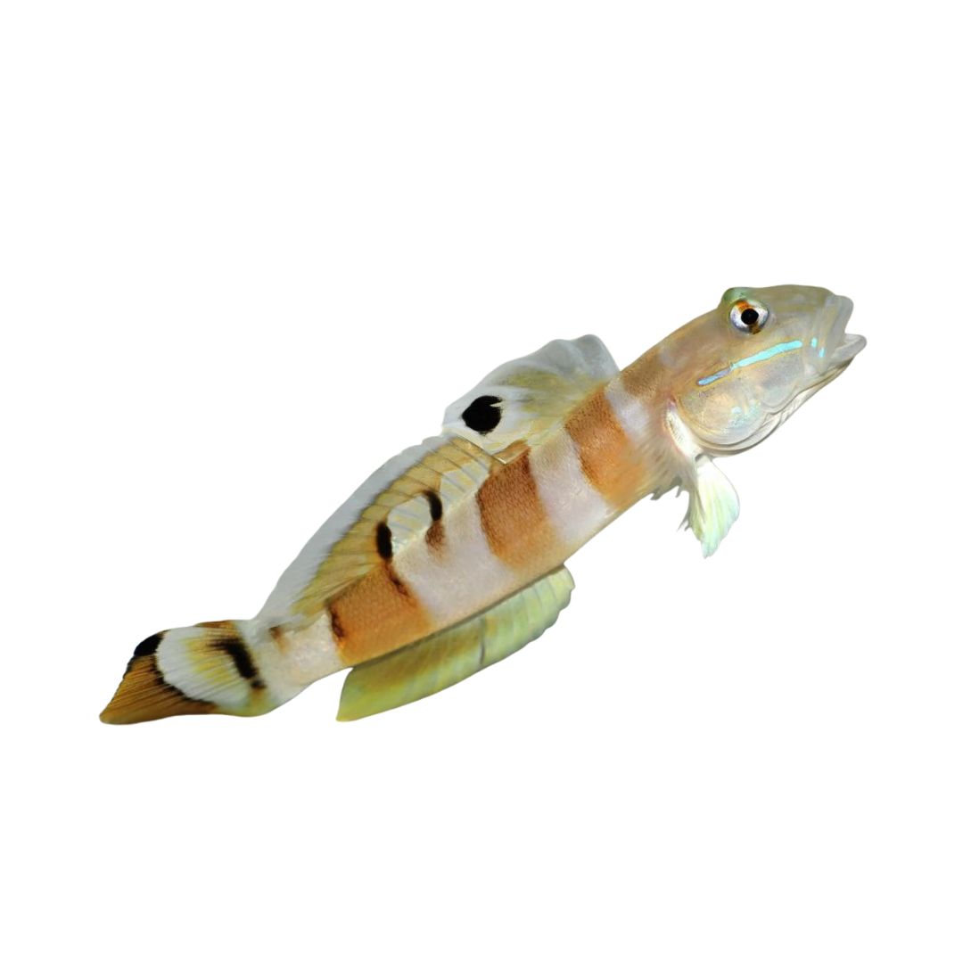 Goby - Tiger Sleeper