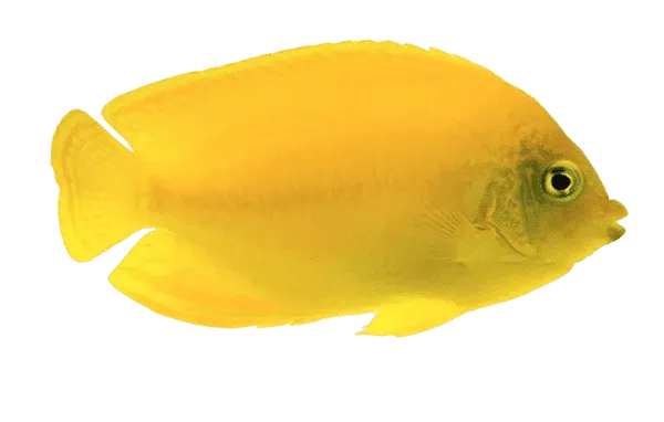 Marine Angel - Yellow / Herald&#39;s