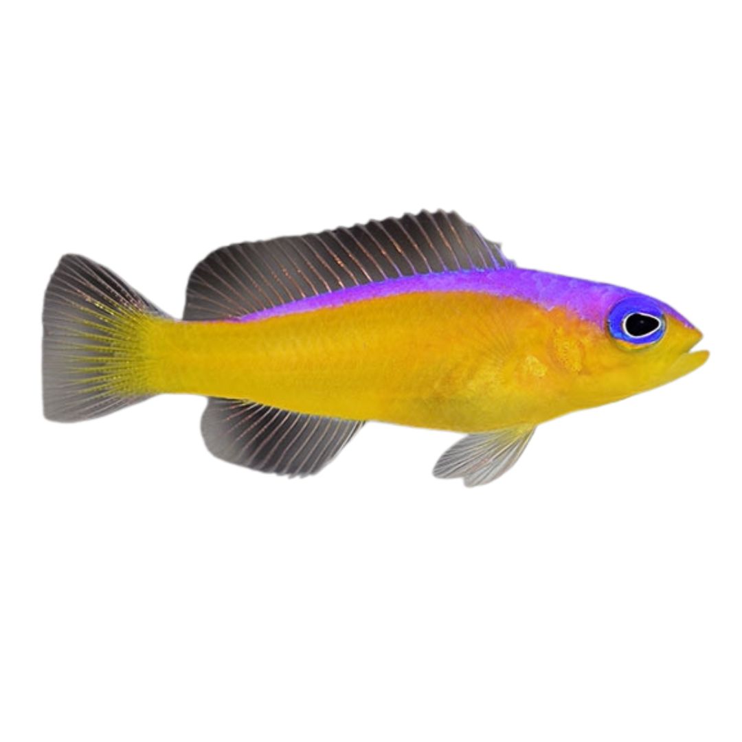 Dottyback - Diadem / Purple Stripe