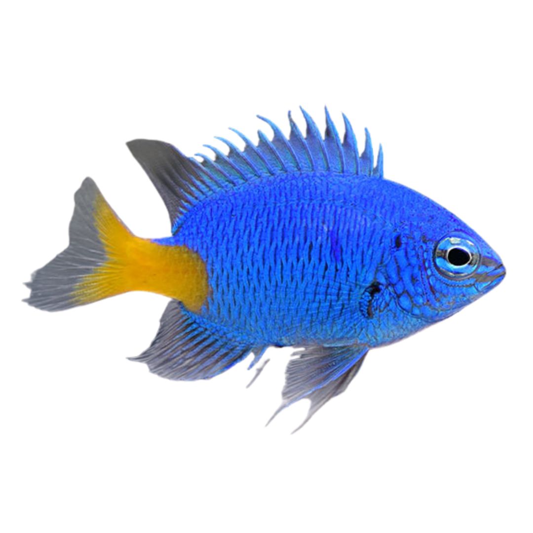 Damsel - Yellow Tail