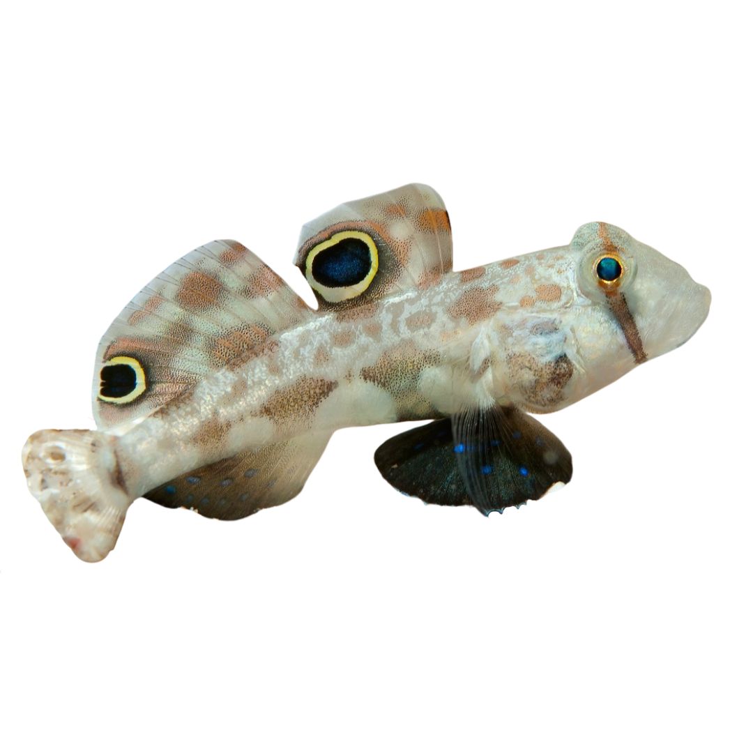 Goby - Two Spot