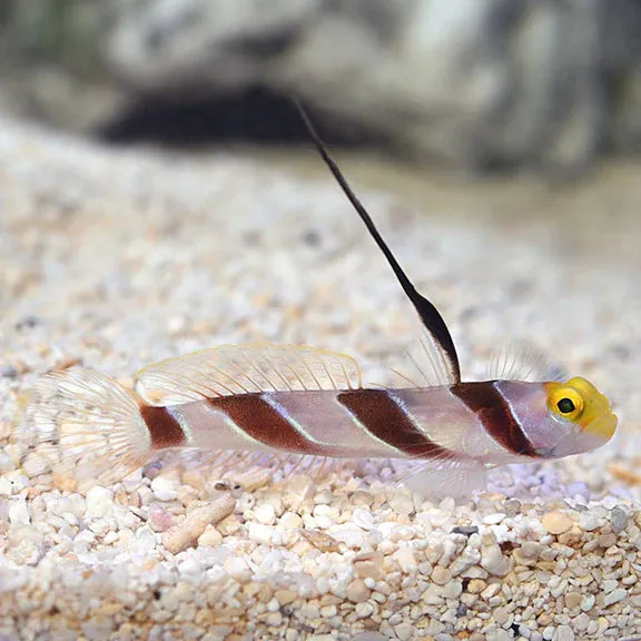 Goby - High Fin Red Banded